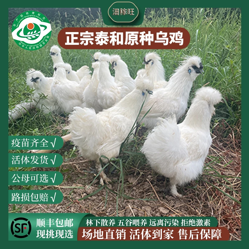 发活鸡正宗原种泰和乌鸡单只1.7斤左右林下养五谷喂高营养买2送1