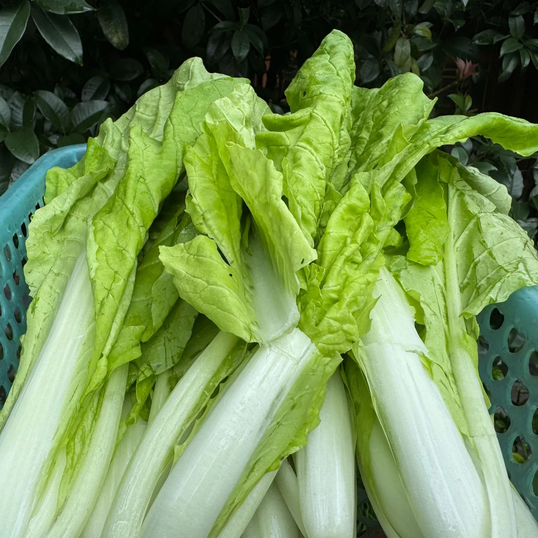 1【农家土*白*菜】净含量1000g【小雨现收】