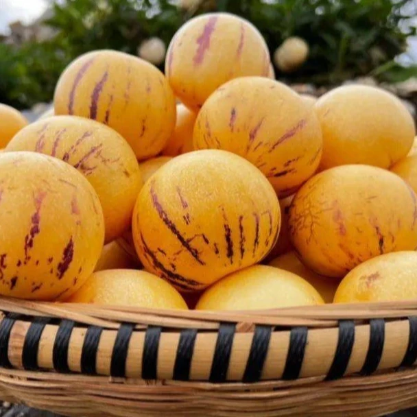 5斤精选石林人参果自然熟皮薄多汁新鲜大果黄肉圆果清甜消暑水果