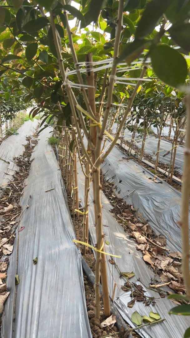 直播间分枝树形叶仙果树一物一拍，请误私拍