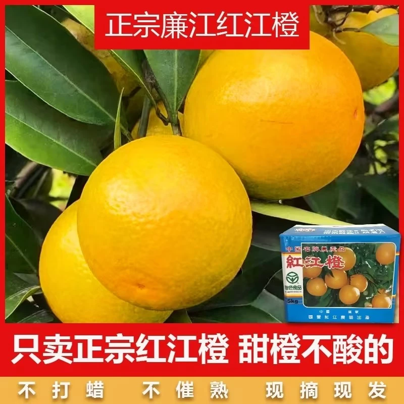 廉江红江橙香甜皮薄多汁现摘采摘红橙子当应季新鲜水果原产地发货