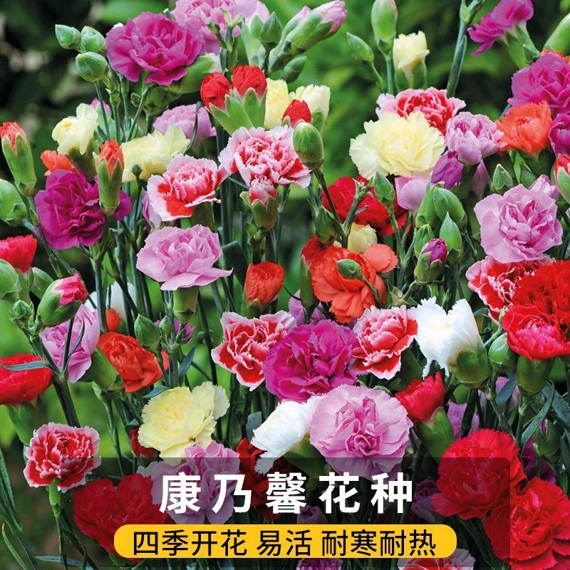 【1000粒】重瓣康乃馨种子四季开花盆栽耐寒易活绿植花卉种籽L4