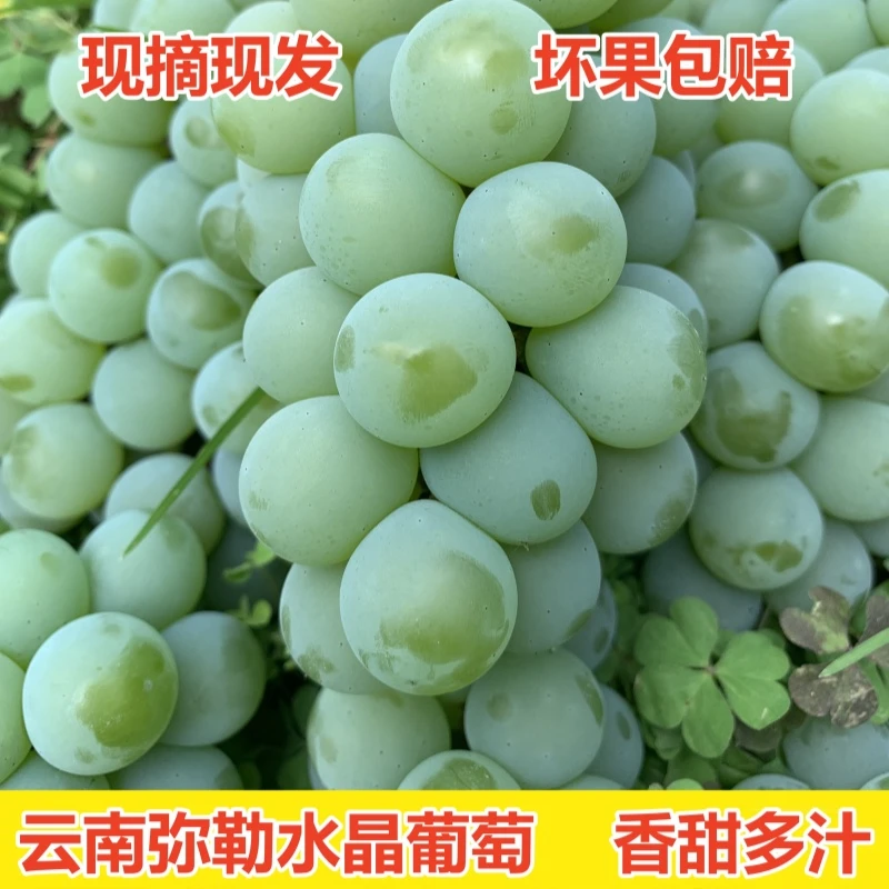 云南弥勒水晶葡萄现摘香甜多汁孕妇当季家庭装网红新鲜水果