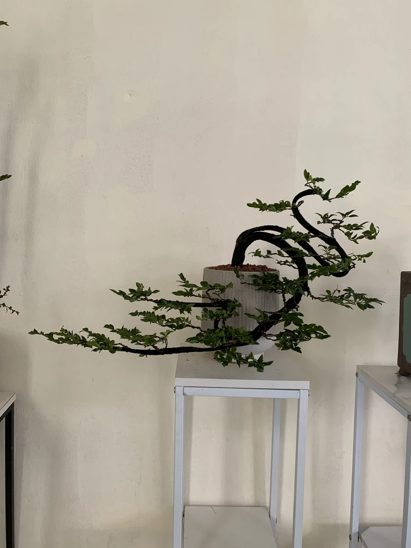 精美造型黑骨茶盆景室内以直播间一物一拍为准盆景植物盆栽植物