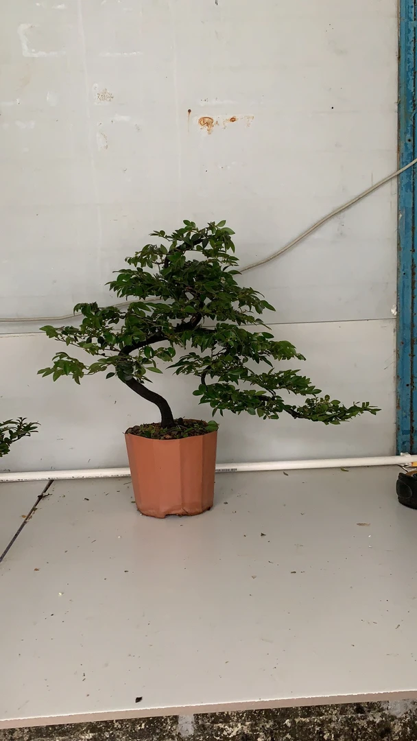 精美造型黑骨茶盆景室内室外好养易养的花卉绿植（直播间一物一拍）