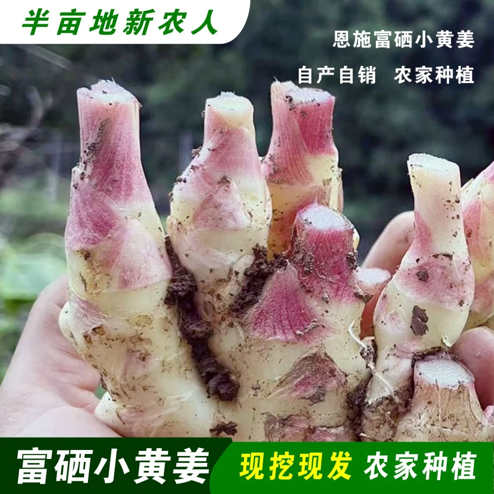 2025年现挖嫩姜湖北恩施富硒小黄姜恩施凤头姜鲜脆嫩有丝红芽仔姜
