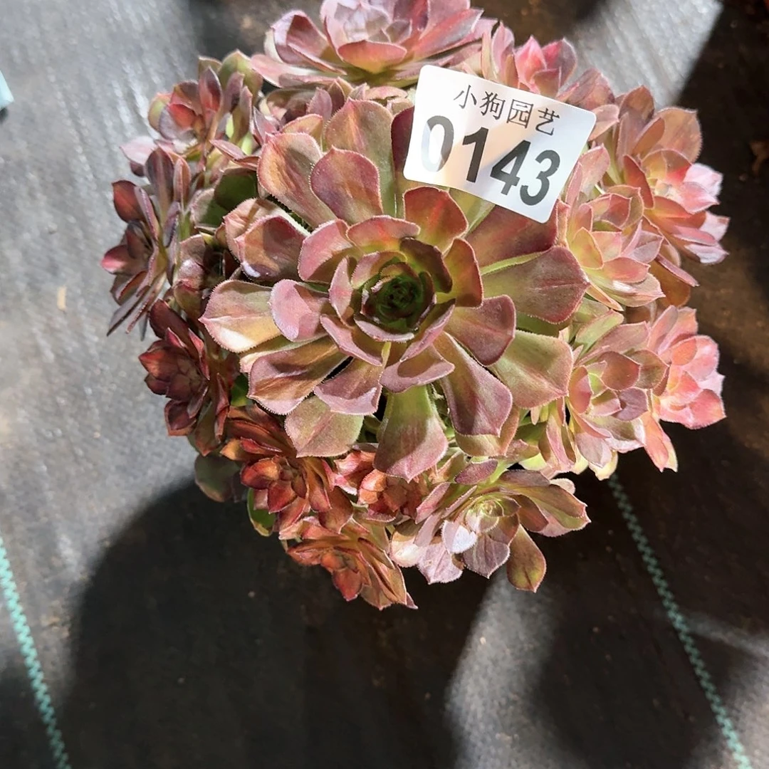 纯海王七彩多肉植物0143