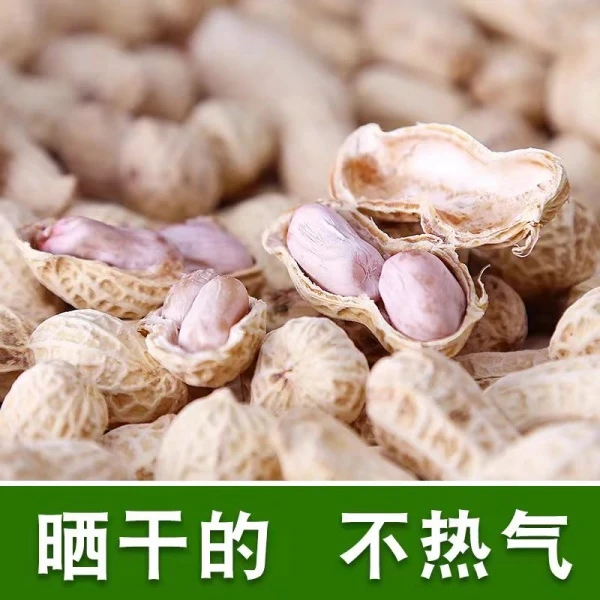 2025年河源忠信土特产新鲜特色水煮咸干花生软口咸香即吃坚果零食