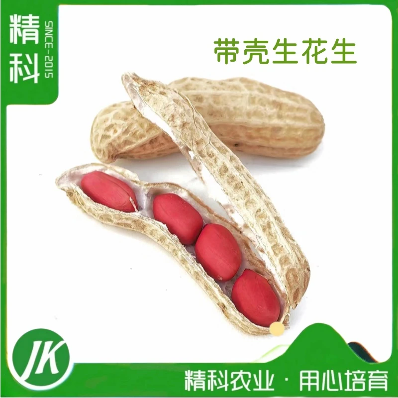 【精科农业】带壳生花生 24年新红皮花生 3-5斤 生态种植  产地发