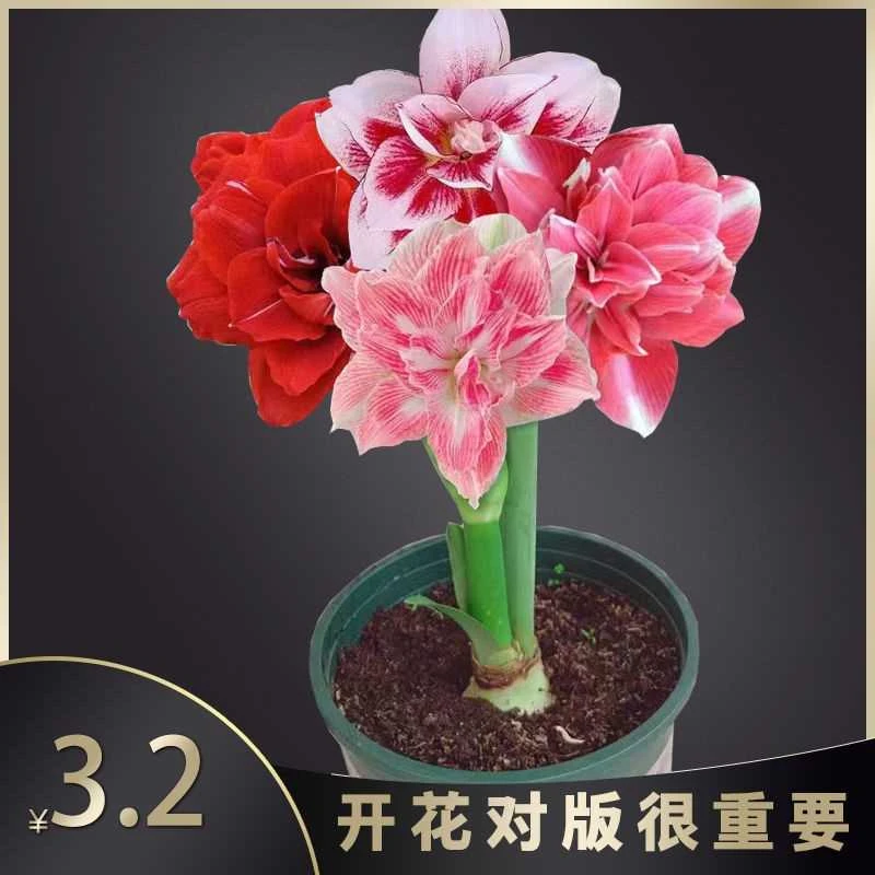 重瓣朱顶红荷兰进口特大朱顶红种球樱桃妮芙舞后四季开花养不死