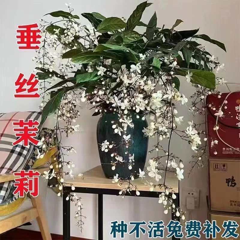 【30天开花】珍稀品种垂丝茉莉垂吊室内绿植物盆栽四季开花浓香型