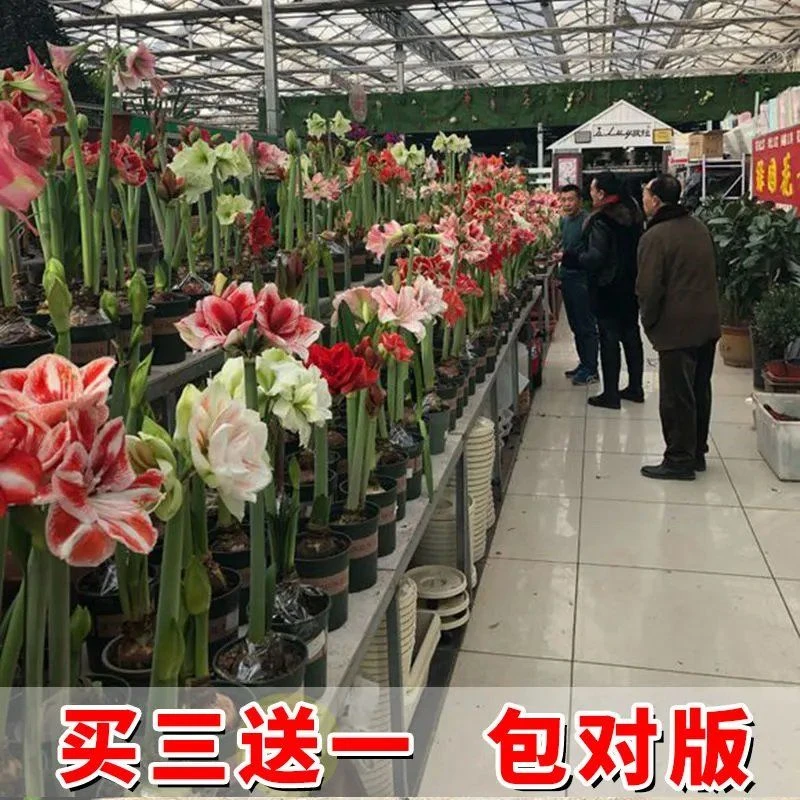 【浓香大花】荷兰进口朱顶红种球重瓣多年生球根植物绿植花卉盆栽