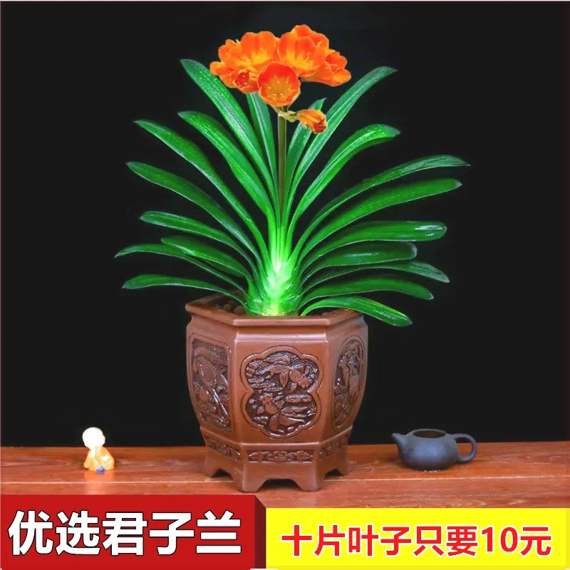 君子兰盆栽老苗带花苞四季好养花卉绿植物室内阳台圆头和尚大小苗