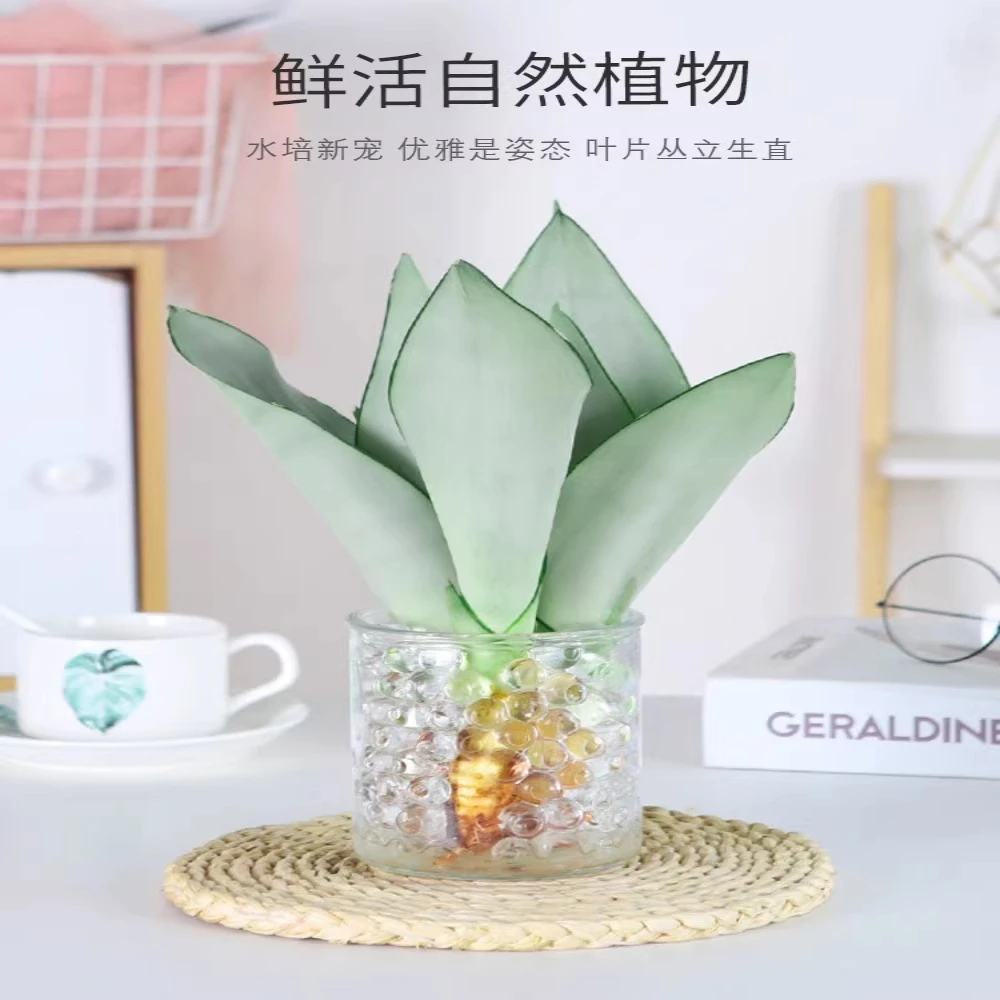 水培白玉兰虎皮兰小盆栽好养易活水养植物办公室内吸甲醛绿植客厅