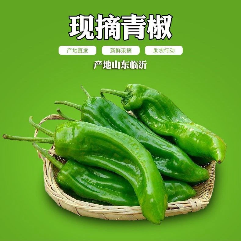 现摘现法山东新鲜辣椒薄皮青椒微辣虎皮椒301椒采摘新鲜蔬菜批发