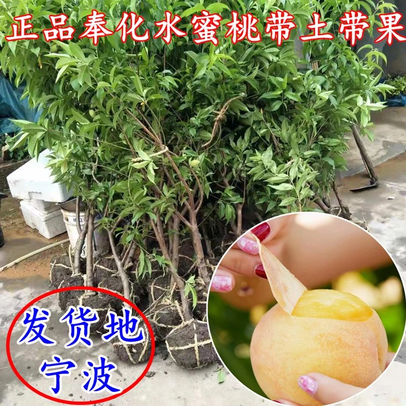 宁波奉化玉露水蜜桃树苗锦绣黄桃苗良方湖景水蜜桃苗蟠桃结果苗