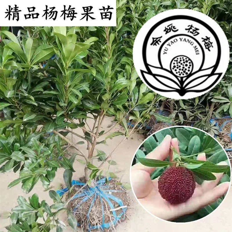 余姚精选荸荠杨梅树苗地栽盆栽水晶白杨梅结果苗 东魁杨梅嫁接苗