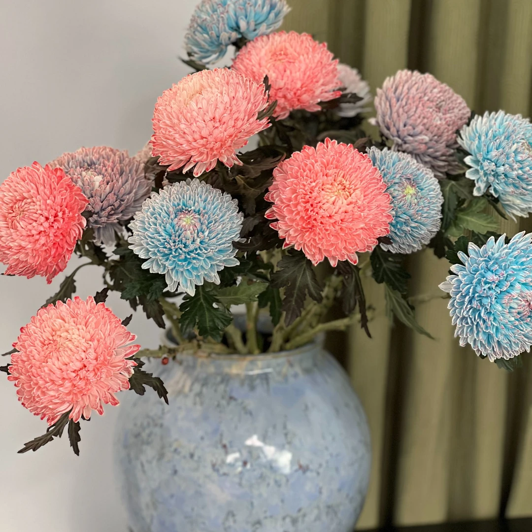 【富贵牡丹菊】人间富贵花【大辣椒甄选】