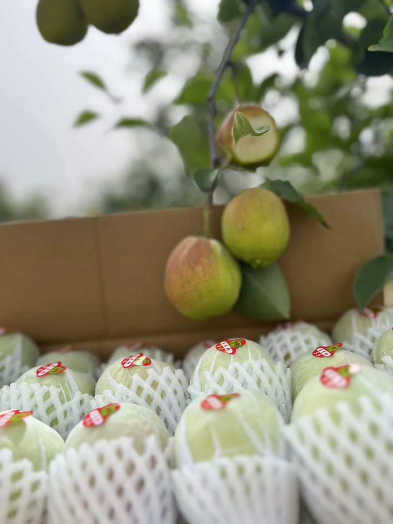 纯正库尔勒香梨（新人福利）纯母梨，新疆新鲜应季水果，新疆直发