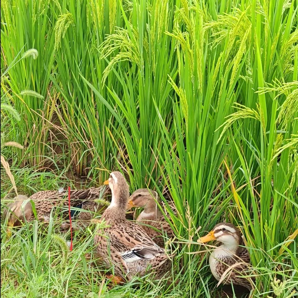 2024年早稻田鸭子顺丰冷链包邮鸭稻共生粮食喂养生态种养结合模式