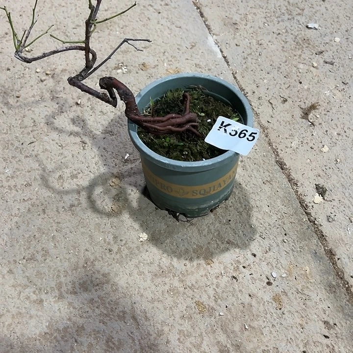 红陶20CM（含）-50CM（不含）笑*录565