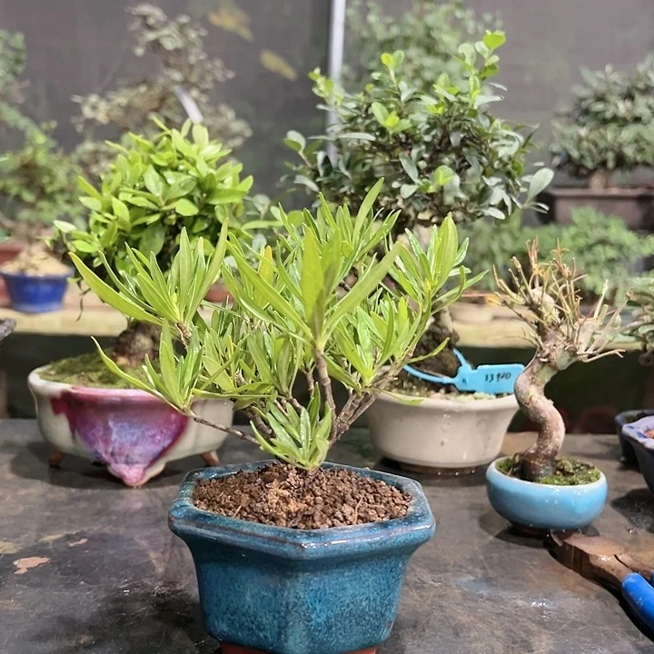 红陶20CM（含）-50CM（不含）顶****猫357