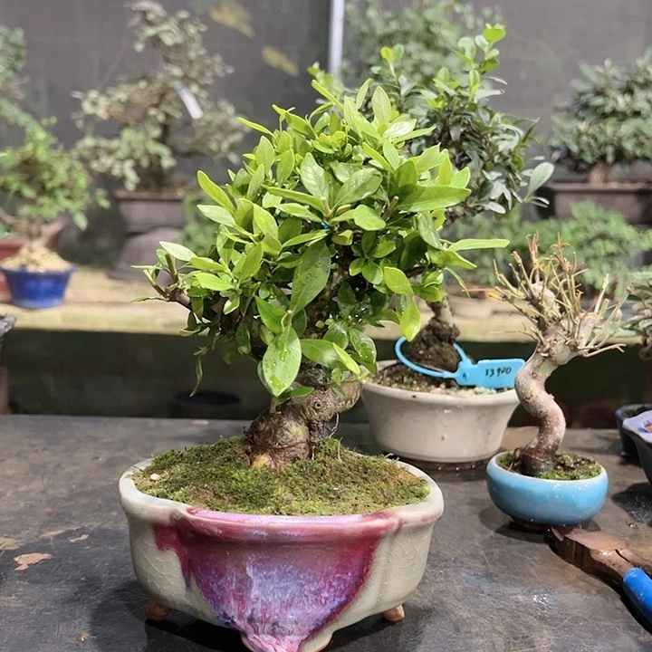红陶20CM（含）-50CM（不含）C****捷359