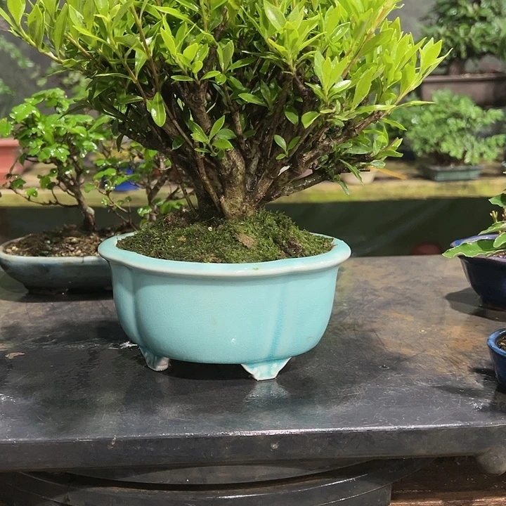 红陶20CM（含）-50CM（不含）拾****?442