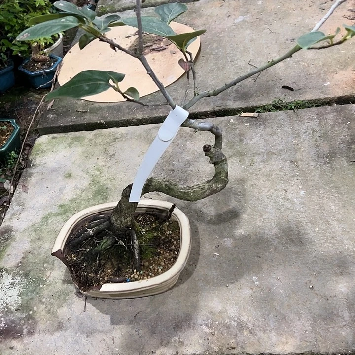 红陶20CM（含）-50CM（不含）琦****傅山市