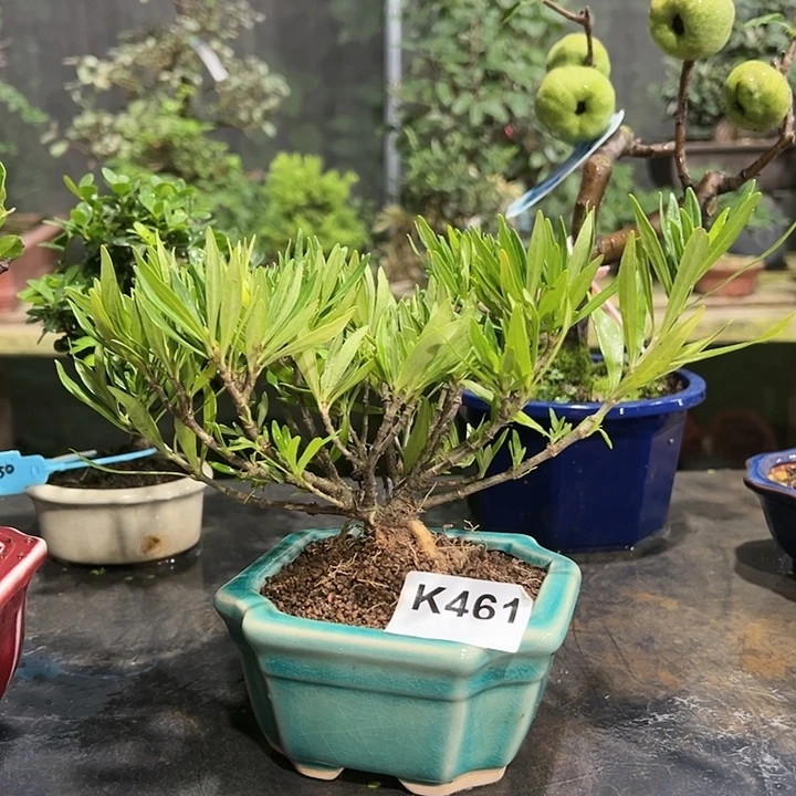 红陶20CM(含)-50CM(不含)五****?461