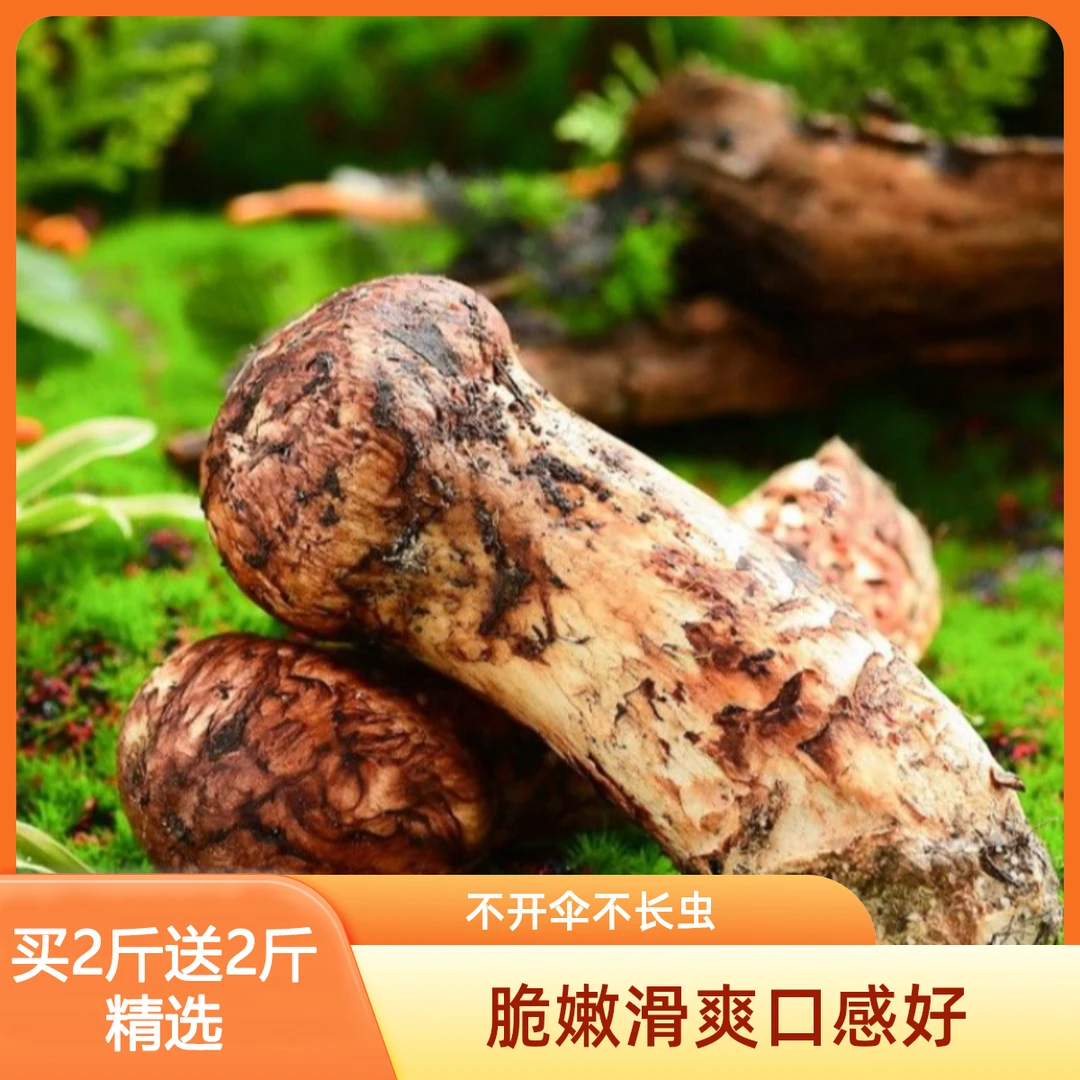 [顺丰包邮]雅江鲜松茸（买2斤送2斤精选松茸）新鲜松茸菌鲜松茸营养