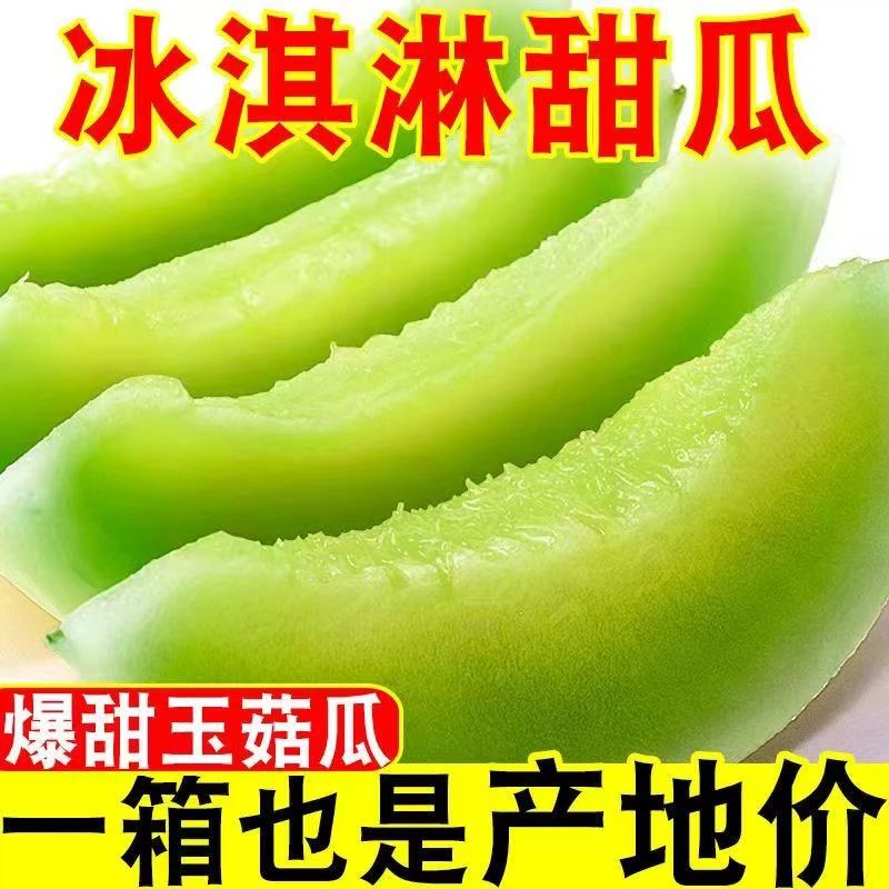玉菇甜瓜 山东甜瓜应季头茬 现摘 冰淇淋蜜瓜新鲜水果软糯香甜