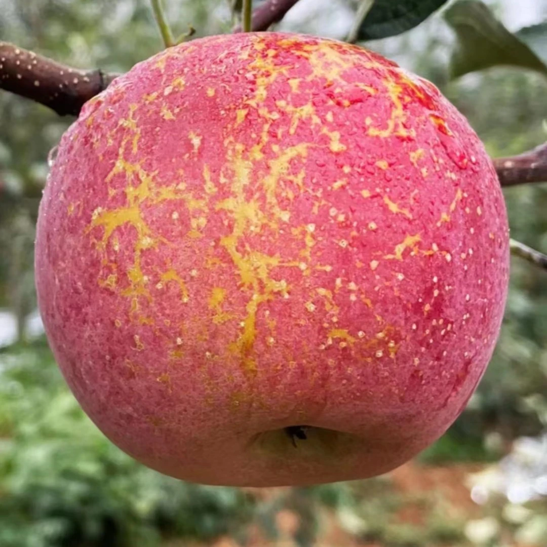 正宗云南昭通丑苹果口感果园水果直发5斤快递包邮