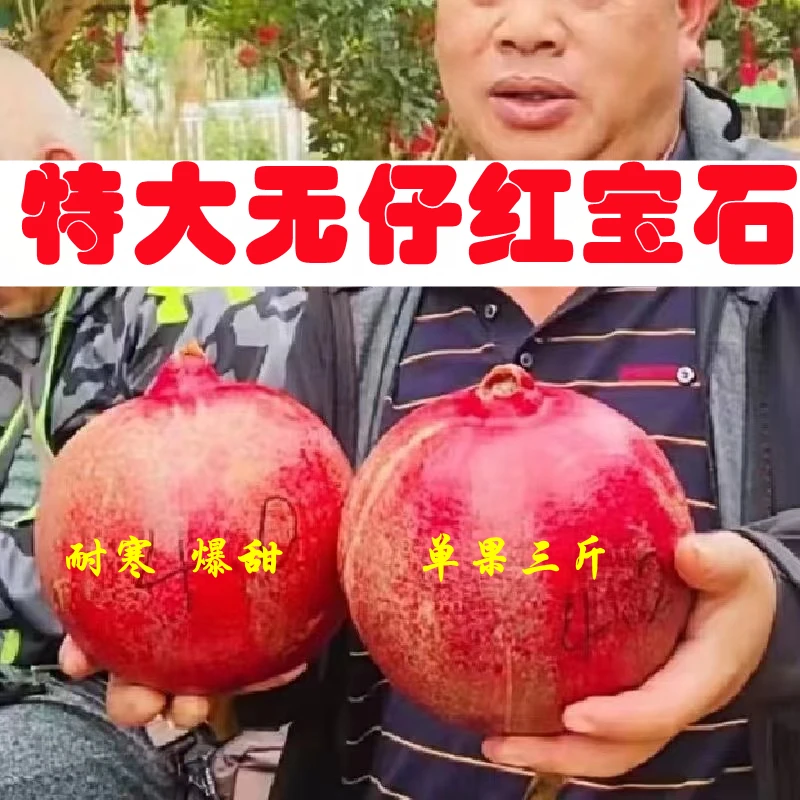 红宝石软籽大甜石榴树苗耐寒盆栽地栽阳台庭院