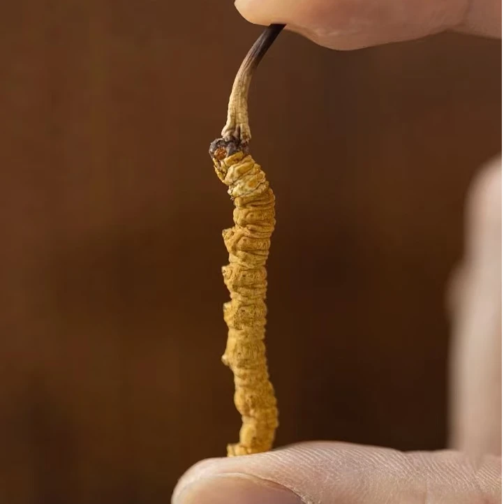 【扎拉一村】正宗精品冬虫夏草那曲比如扎拉村虫草优质精品虫草