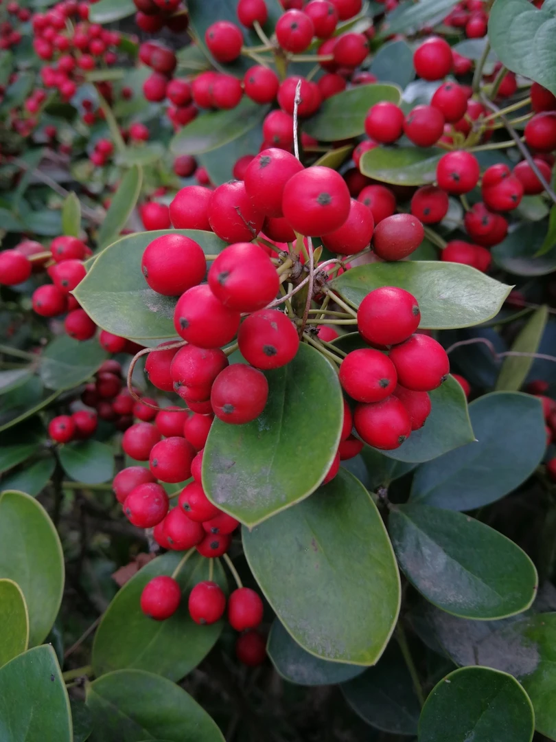 无刺枸骨鸿运果红红火火