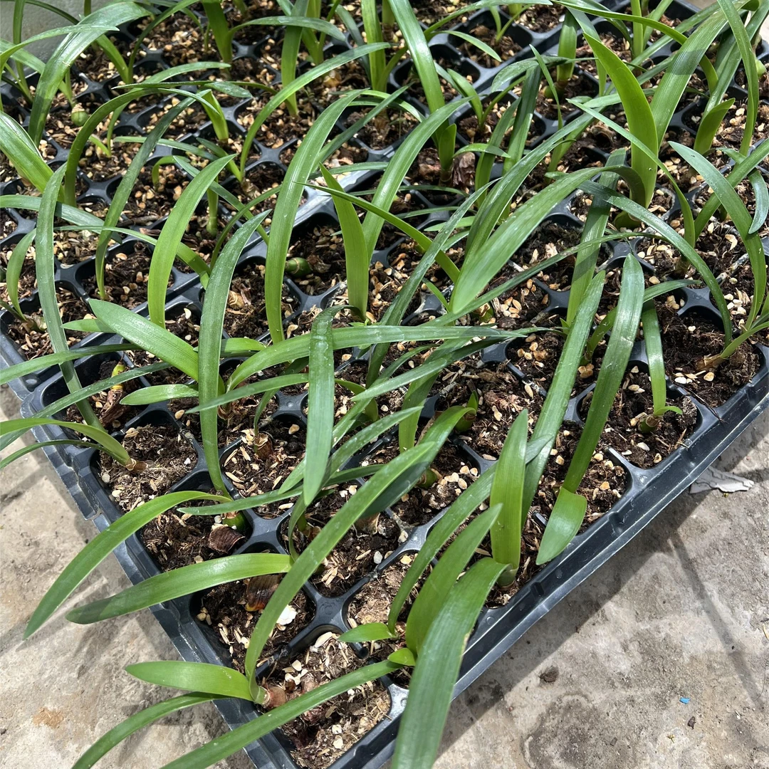 满19包邮朱顶红切球苗裸根包对版不包养护