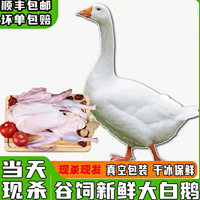 鹅整只大鹅新鲜鹅肉大白鹅超大散养大鹅老鹅雁鹅瘦肉多农家干净
