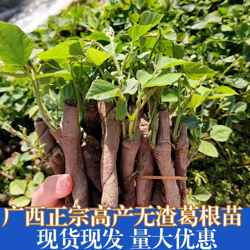 当年可挖 葛根苗粉葛苗种植苗正品无渣清甜葛藤发芽苗亩产4-6千斤