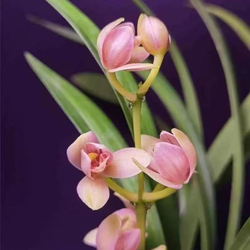 国兰 嘉年华花卉铭品兰花，春剑，春兰，秋榜，建兰，秋芝拍花专用链接