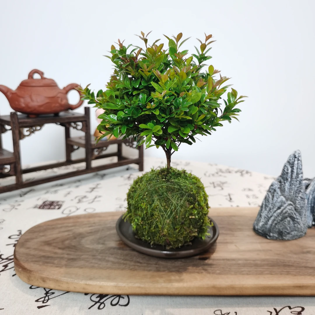 【苔藓球小叶赤楠】茶桌办公室室内绿植四季好养盆栽苔藓微景观植物