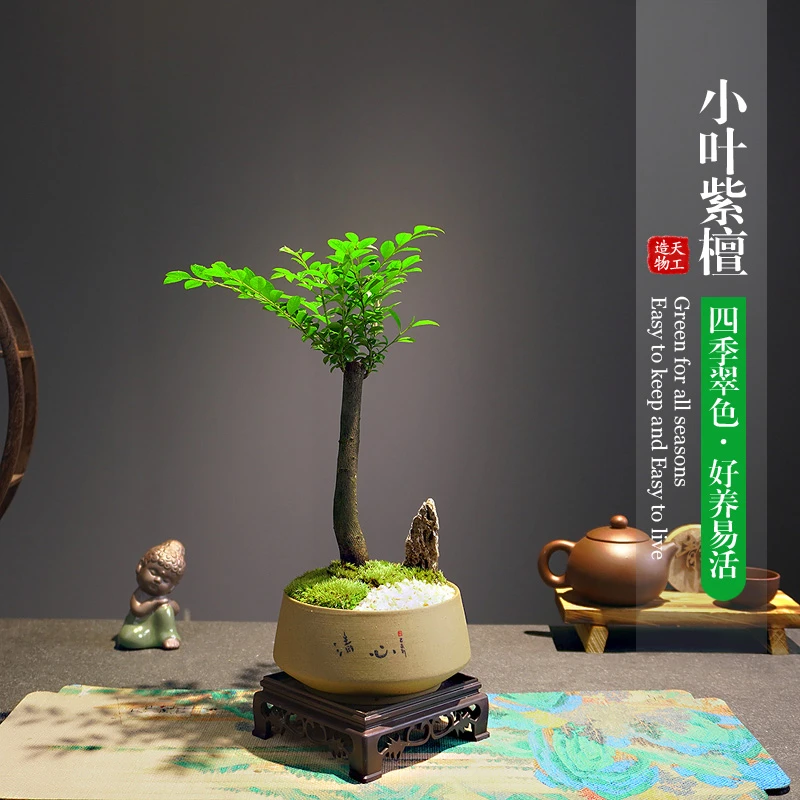 【小叶紫檀】盆景老桩桌面植物办公室书房客厅黑古茶盆栽小盆景植物