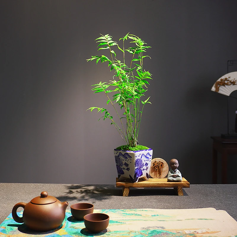 【青花山水画】小叶米竹盆栽凤尾竹盆景室内办公室茶台桌面好养绿植