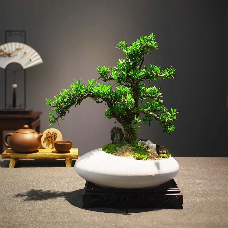 【雀舌黄杨】老桩矮霸小盆景植物室内常绿四季好养绿植盆栽名贵树种