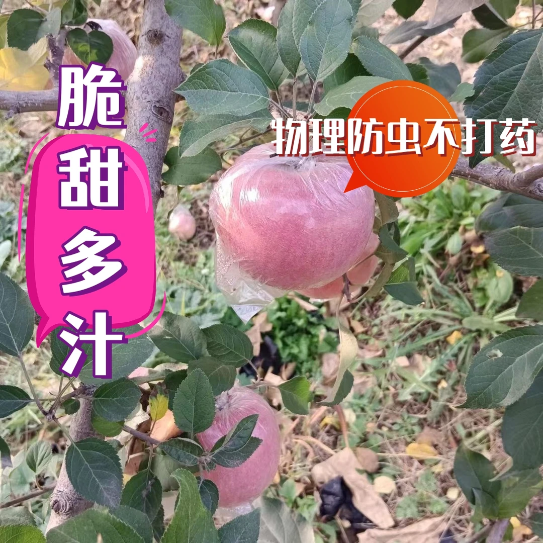山西运城临猗红富士丑苹果脆多汁甜5斤/9斤新鲜脆甜多汁现摘现发