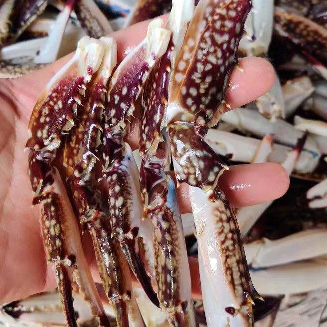 梭子蟹蟹钳【冻蟹】25-35只/斤3-5两梭子蟹取腿宁波石浦顺风发货