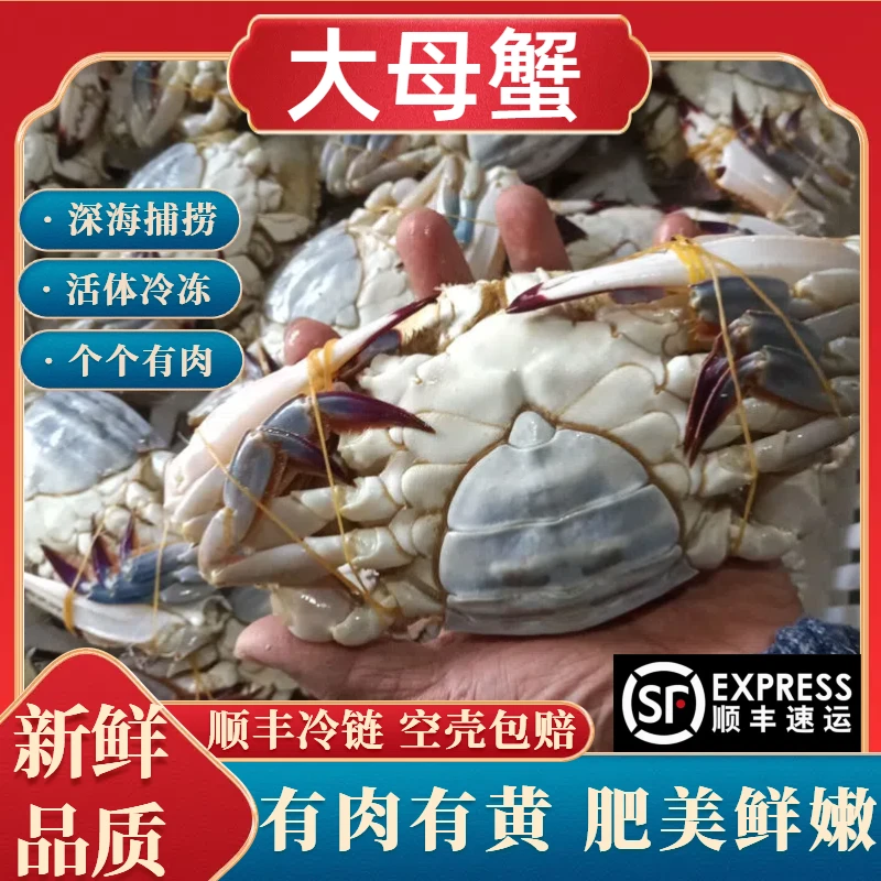母蟹3-5两/只【冻蟹】船冻活冻梭子蟹肉蟹（不可清蒸）东海捕捞（3斤）