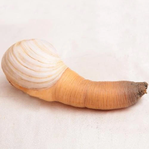 鲜活加拿大A级象拔蚌2.5斤/只