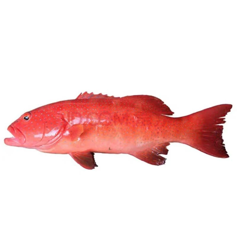 鲜活东星斑约1.2斤/条