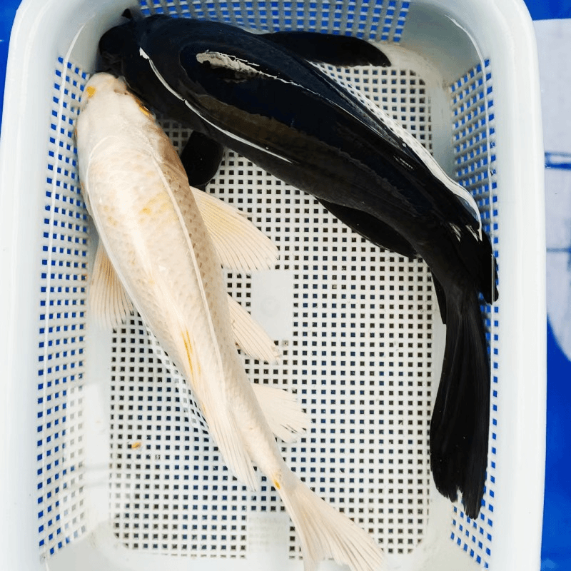 27号  大白金大黑金锦鲤鱼好养耐活龙凤鱼冷水鱼观赏鱼淡水鱼